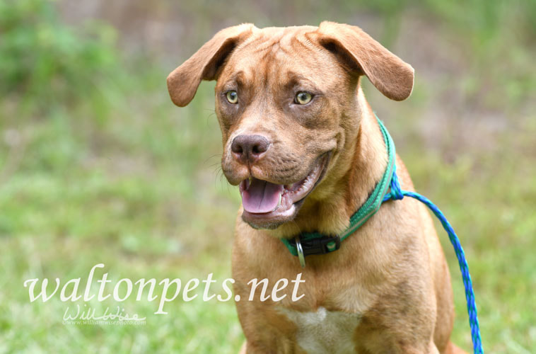 Boxer Vizsla Hound mix dog outside on leash Picture