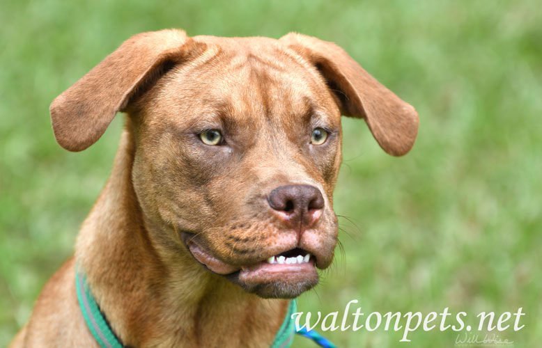 Boxer Vizsla Hound mix dog outside on leash Picture