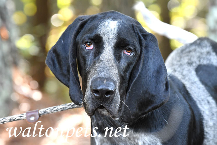 Male Bluetick Coonhound dog with floppy ears Picture