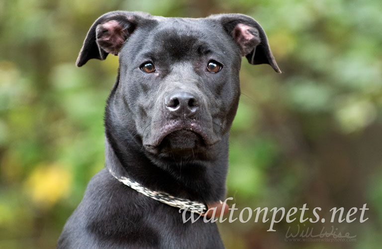 Black Pitbull Lab Boxer mix dog outside on leash Picture