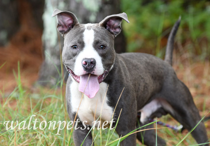 Happy panting blue gray and white American Pitbull Terrier dog male Picture