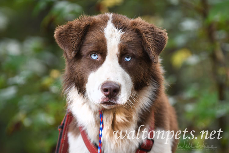 Brown and white Australian Shepherd Husky Setter mix dog with blue eyes and red harness Picture