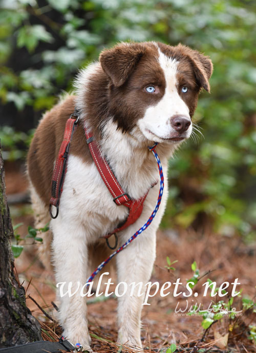 Brown and white Australian Shepherd Husky Setter mix dog with blue eyes and red harness Picture