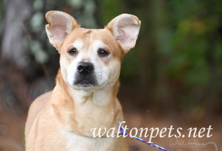 Senior spayed female Shepherd and Corgi mix breed dog with big ears outside on leash Picture