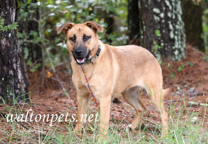 Happy shepherd mix dog outside on a leash Picture
