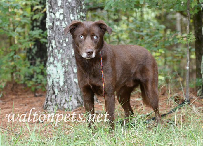 Chocolate Lab and Husky mix dog with blue eyes Picture