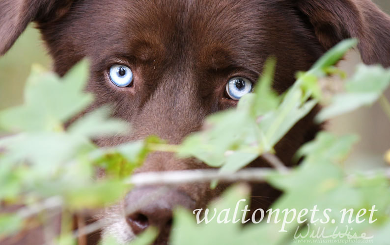 Chocolate Lab and Husky mix dog with blue eyes Picture
