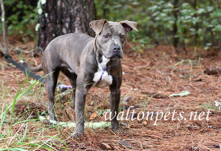 Female blue brindle Pitbull Terrier outside on a leash Picture