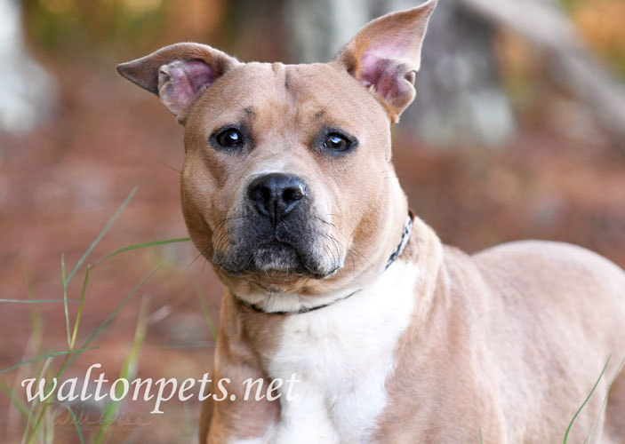 Female tan pitbull dog portrait Picture