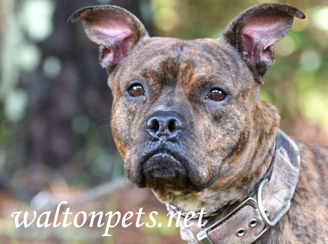 Brindle Boxer Bulldog Mastiff mix with wide camouflage collar Picture