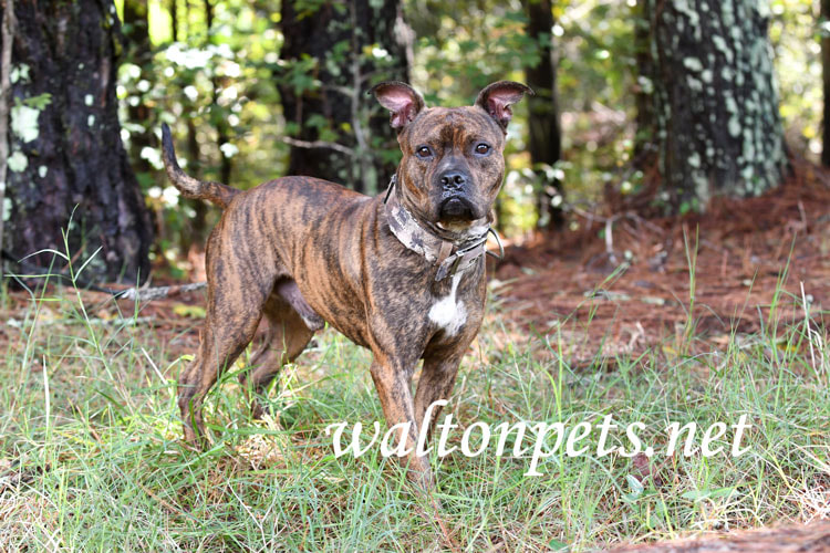 brindle american pitbull terrier brindle american pitbull terrier