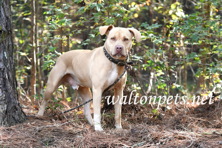 Tan unneutered male Pitbull dog outside on leash with spiked collar. Dog rescue pet adoption photography for humane society animal Picture