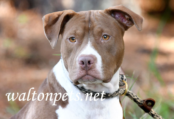 Chocolate and white female Pitbull Terrier Picture