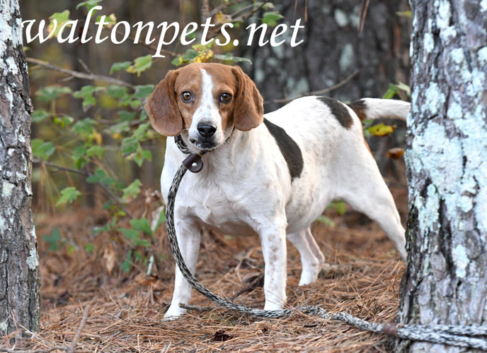Beagle rabbit hunting dog Picture