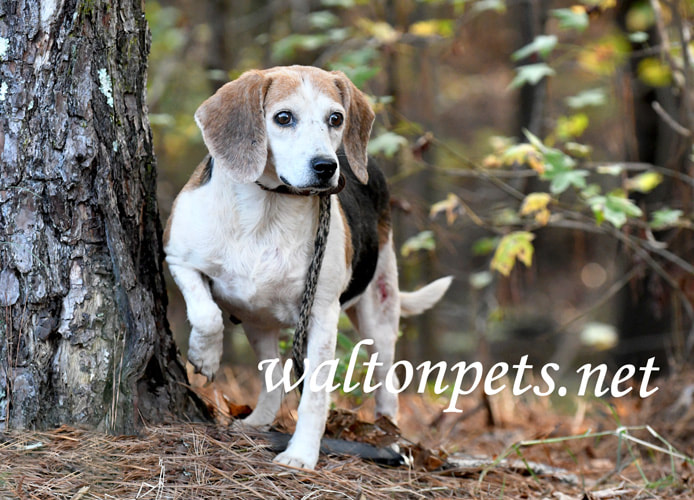 Cute senior female Beagle dog with floppy ears and sad eyes Picture