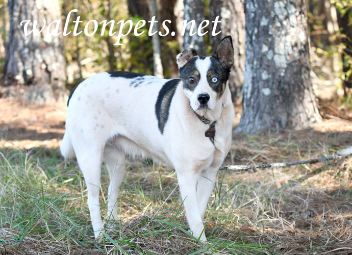 Tricolor Australian Shepherd Cattledog Border Collie mix breed dog outside on leash Picture