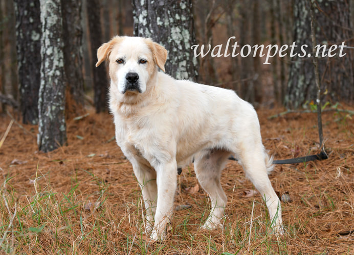 Older female Great Pyrenees mix breed dog Picture