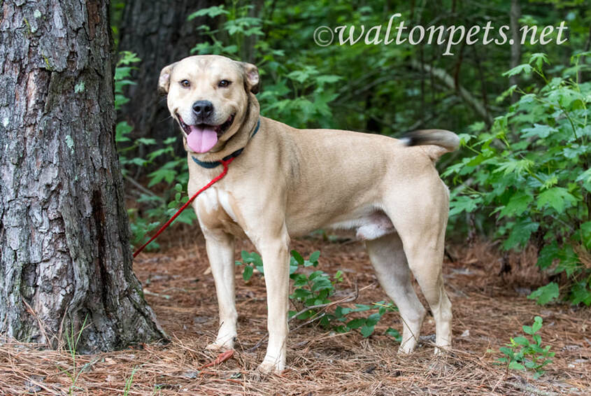 Tan male Shepherd Pitbull mix dog rescue adoption pet photo blog waltonpets Picture