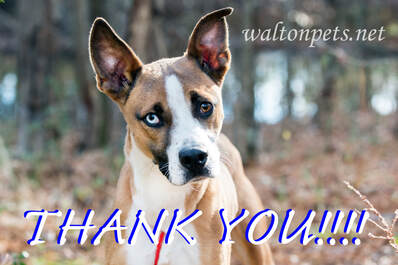 Waltonpets Adoptable Animals Waltonpets Net