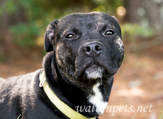 Pitbull Dog Rescue Photo Blog
