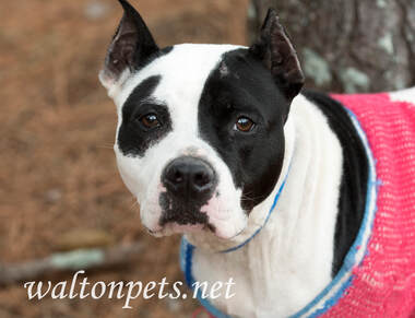 Black and white female pitbull with cropped ears wearing pink doggy sweater Picture