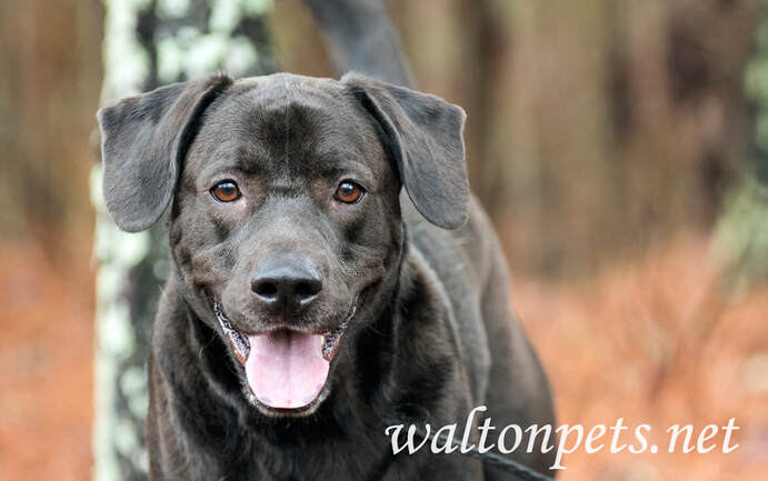 Happy black lab mix breed dog with floppy ears wagging tail Picture
