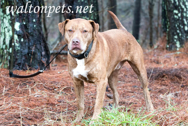 Lab and Mastiff mix breed dog with collar and leash adoption photo Picture