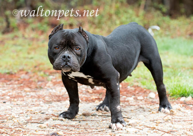 Stocky short black female English and French Bulldog mix breed dog Picture