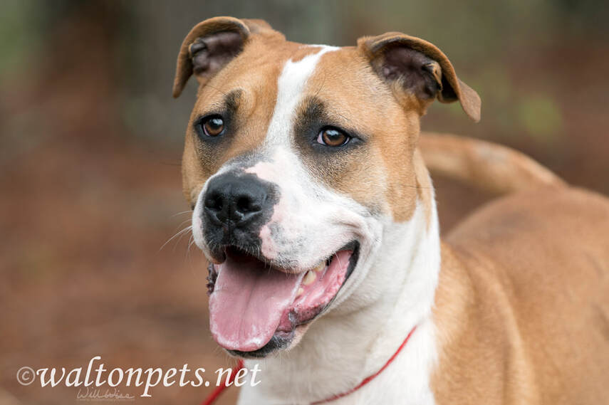 Happy Boxer American Bulldog mix breed dog panting tongue and wagging tail Picture