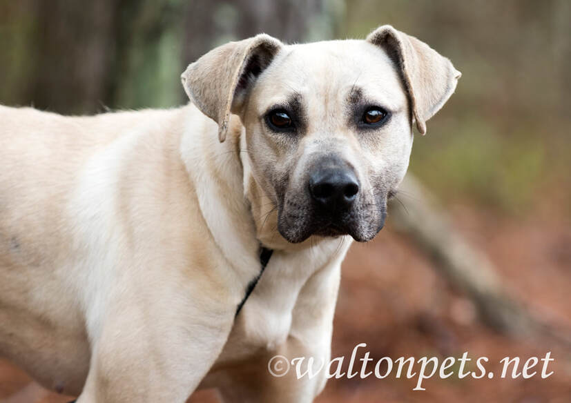 Timid hound Black Mouth Cur mix breed mutt dog Picture