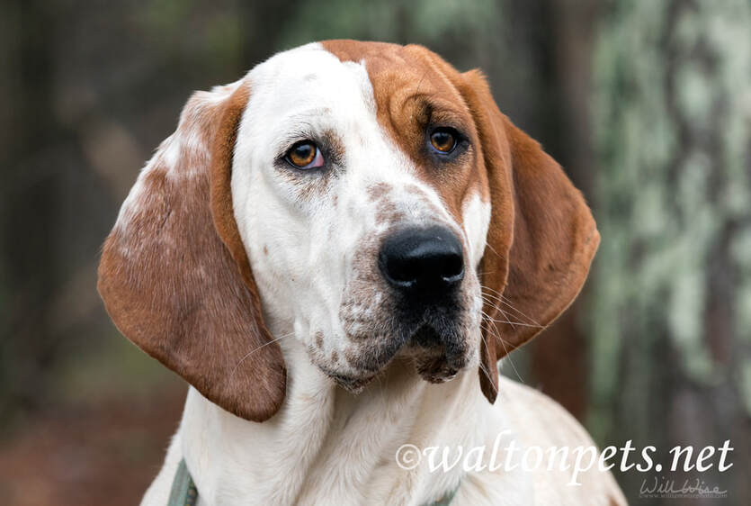 Big tan and white Coonhound dog with floppy ears Picture