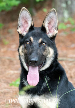 Beautiful young pure breed German Shepherd Dog sitting down Picture