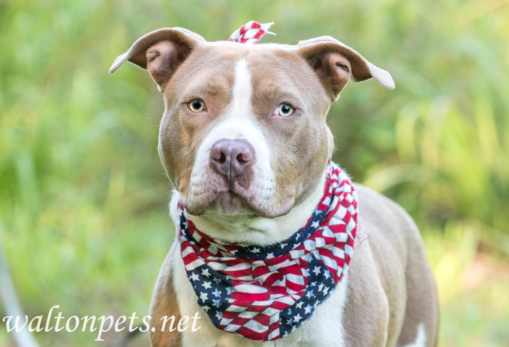 Pit Bull dog with American Flag Bandana Picture