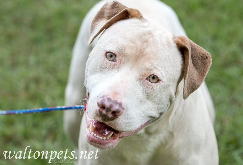 Happy Pit Bull Dog Picture