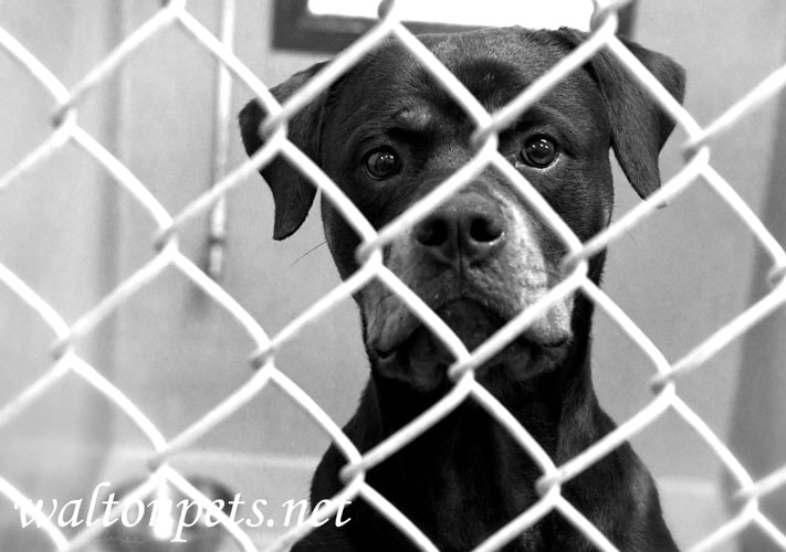 Rottweiler in dog pound kennel black and white Picture