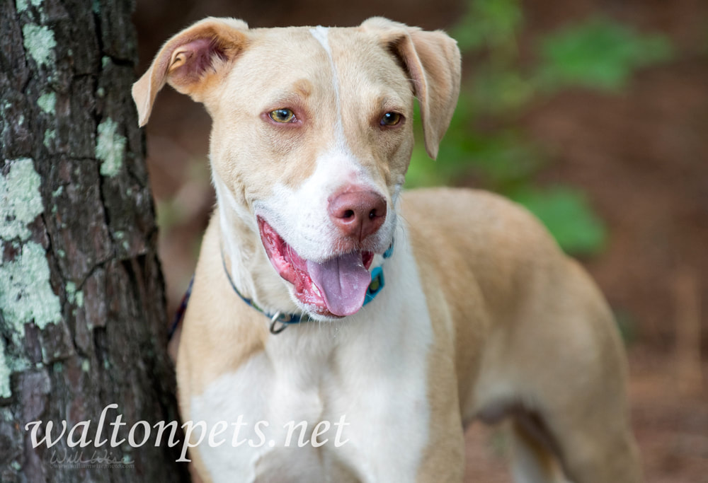 Labrador Pitbull mix breed puppy Picture