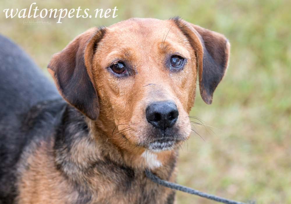 Hound mix dog Picture