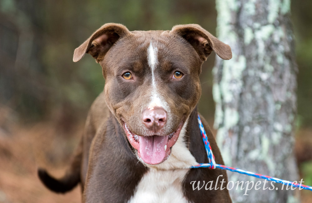 Chocolate Lab Pitbull mix Picture