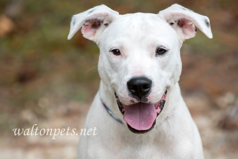 Happy white pitbull puppy dog Picture