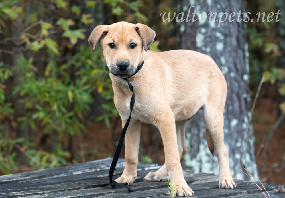 Lab mix breed mutt puppy dog Picture