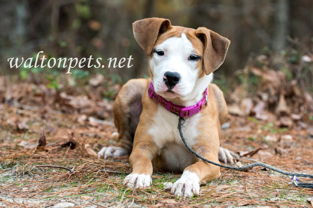 cute puppy laying down Picture