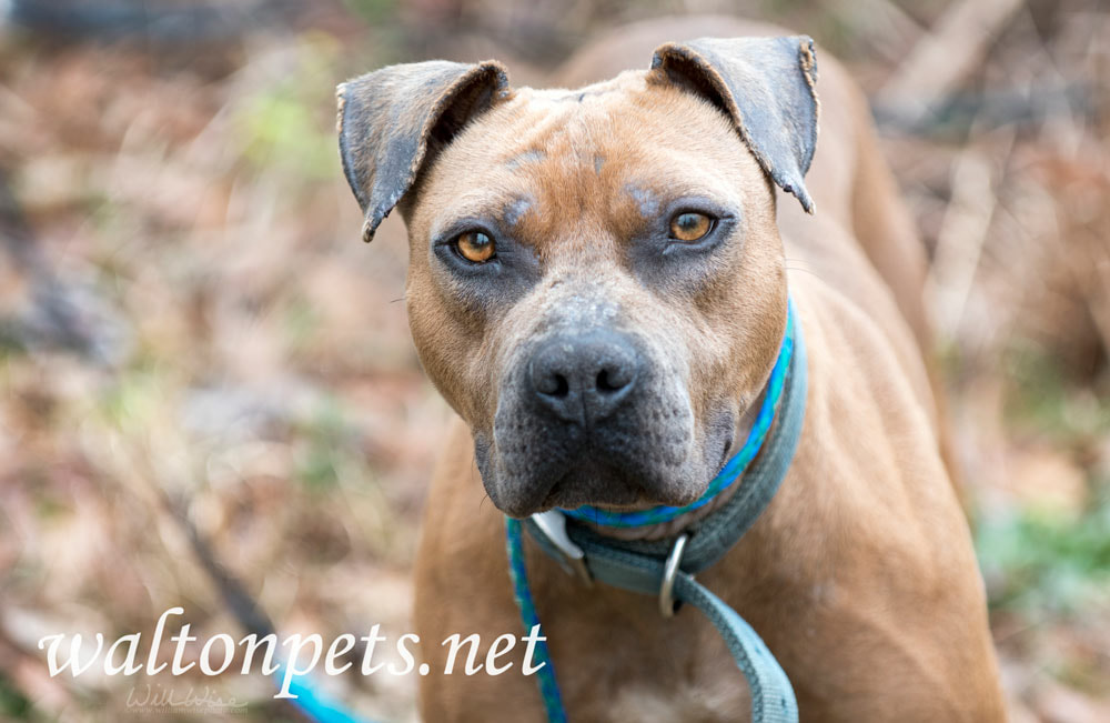 Bulldog outside with blue collar and leash Picture